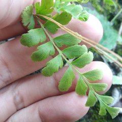 Anemia hirsuta