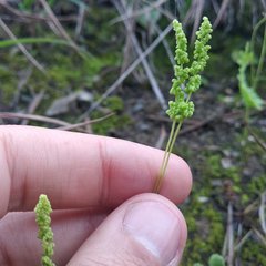 Anemia hirsuta