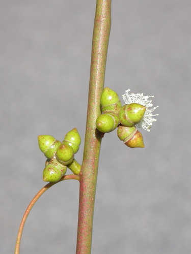 Eucalyptus banksii