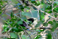 Amblycercus holosericeus