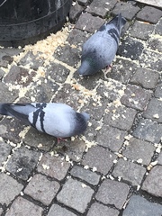 Columba livia domestica