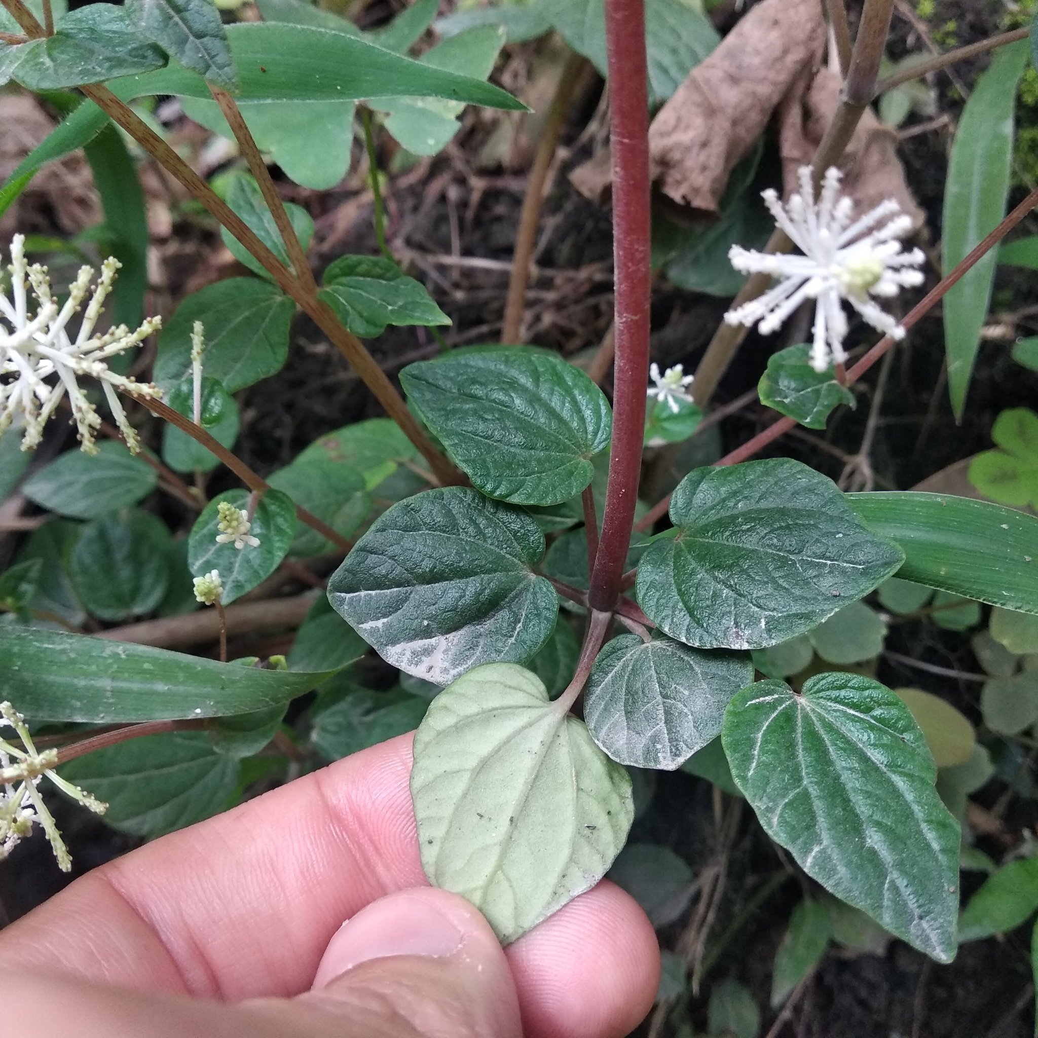 Peperomia fraseri image