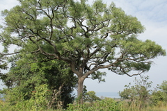 Pleurostylia africana image