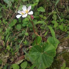 Begonia parcifolia