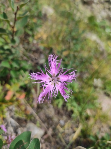 Dianthus superbus iNat (2)