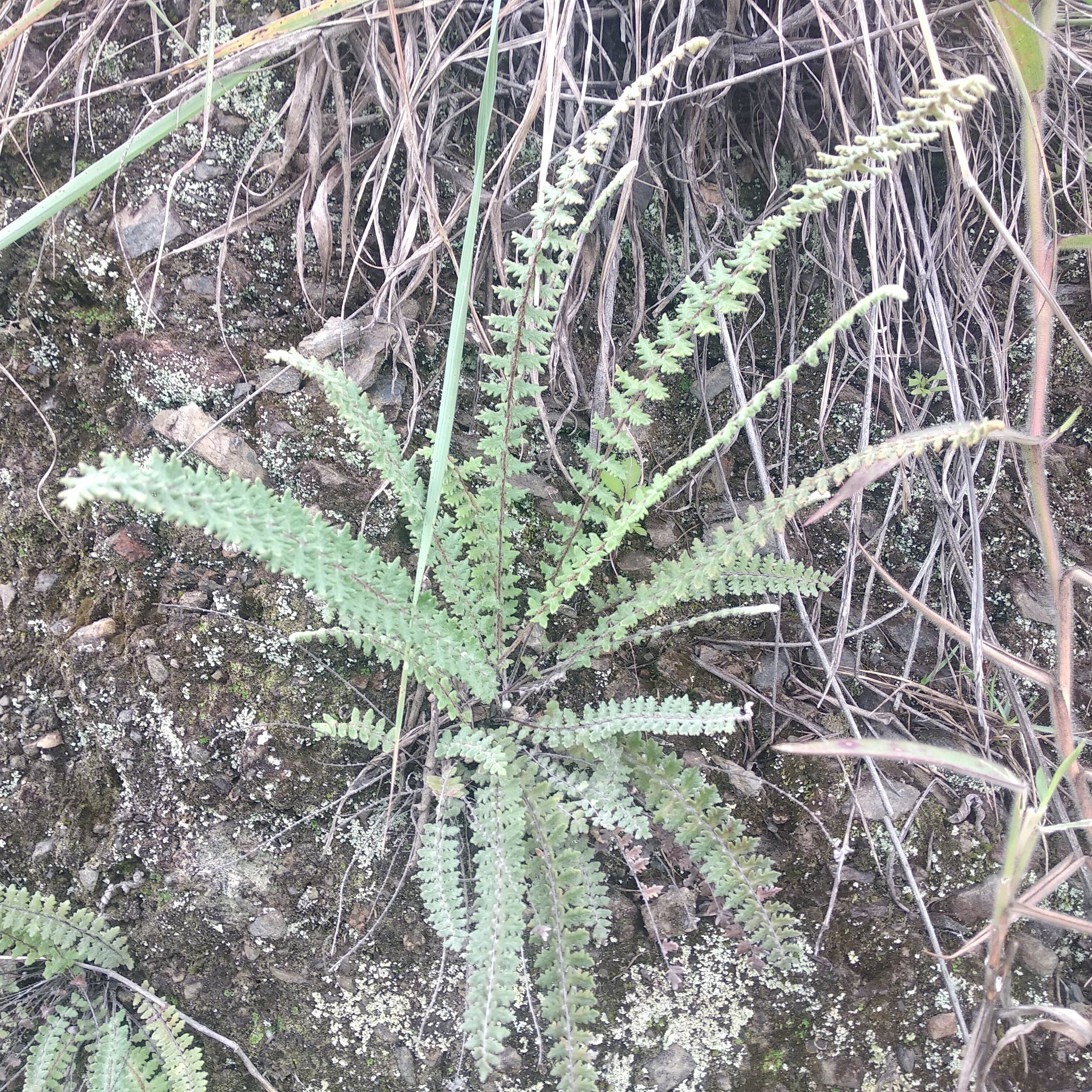 Myriopteris aurea image