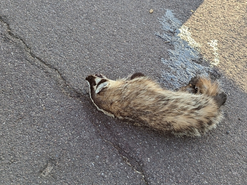 American Badger photographed in Arizona