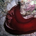 Spanish Dancer - Photo (c) Carla van Westing, some rights reserved (CC BY-NC), uploaded by Carla van Westing