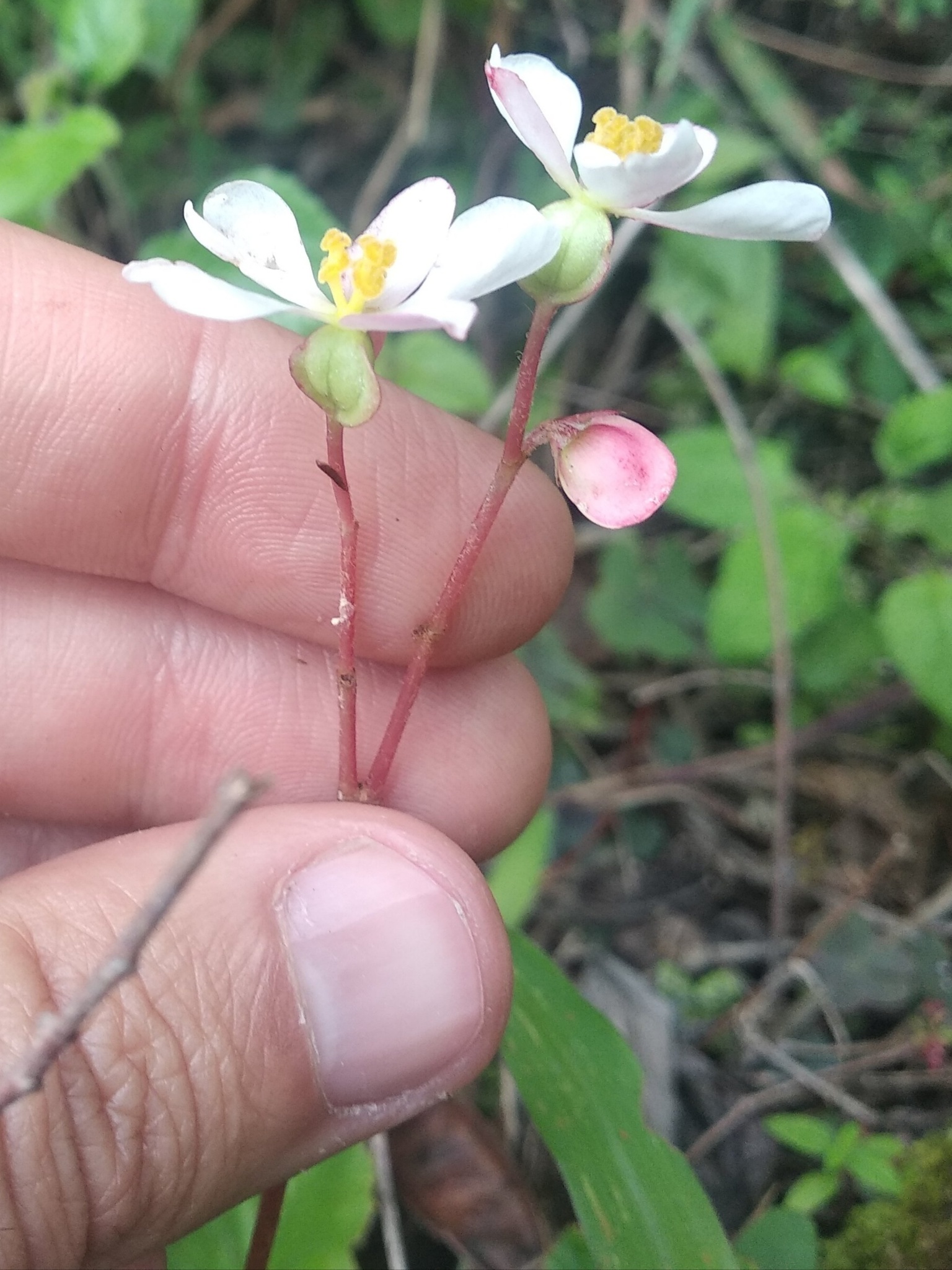 Begonia parcifolia image