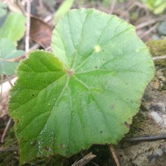 Begonia parcifolia