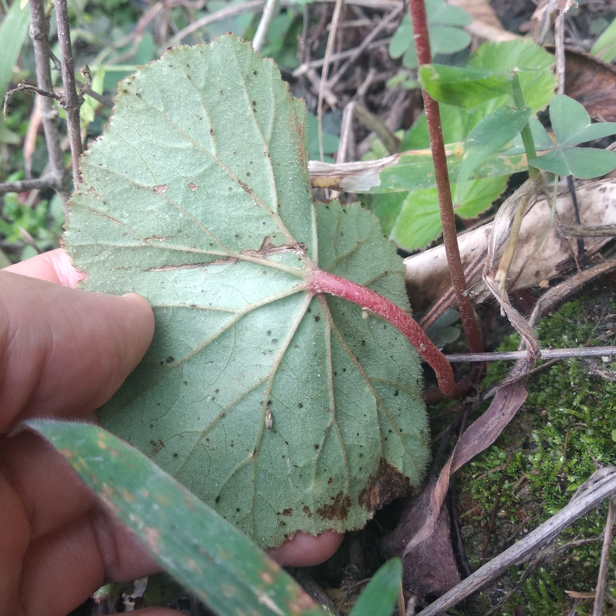 Begonia parcifolia image