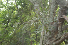 Zanthoxylum chalybeum