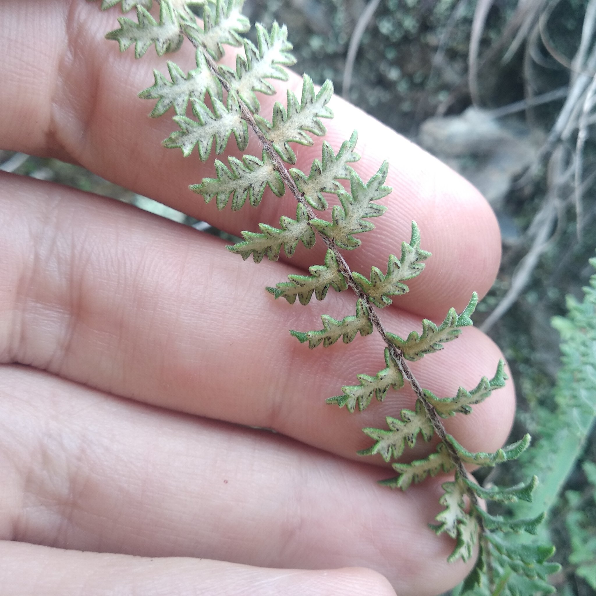 Myriopteris aurea image