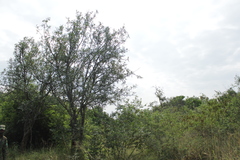 Zanthoxylum chalybeum