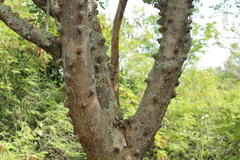 Zanthoxylum chalybeum