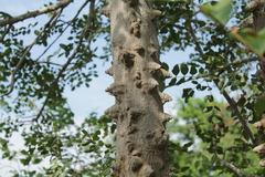 Zanthoxylum chalybeum