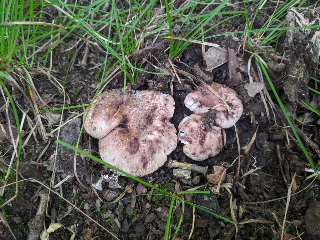 Hydnellum sp. 'MI01'