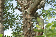 Zanthoxylum chalybeum