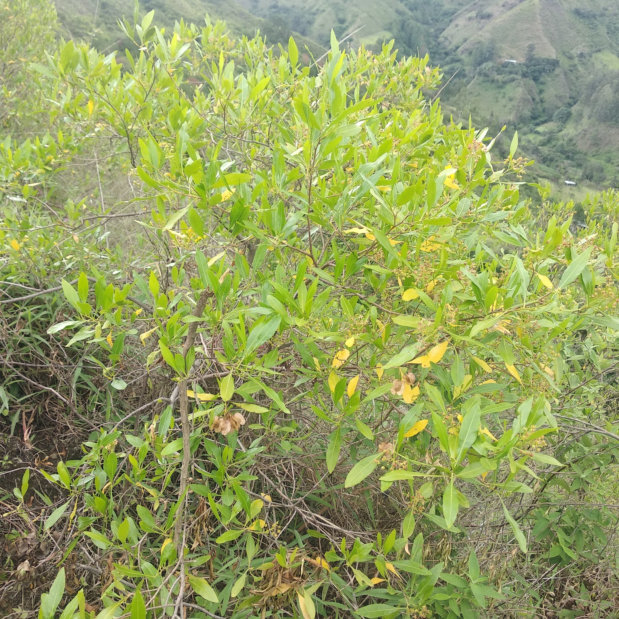 Dodonaea image