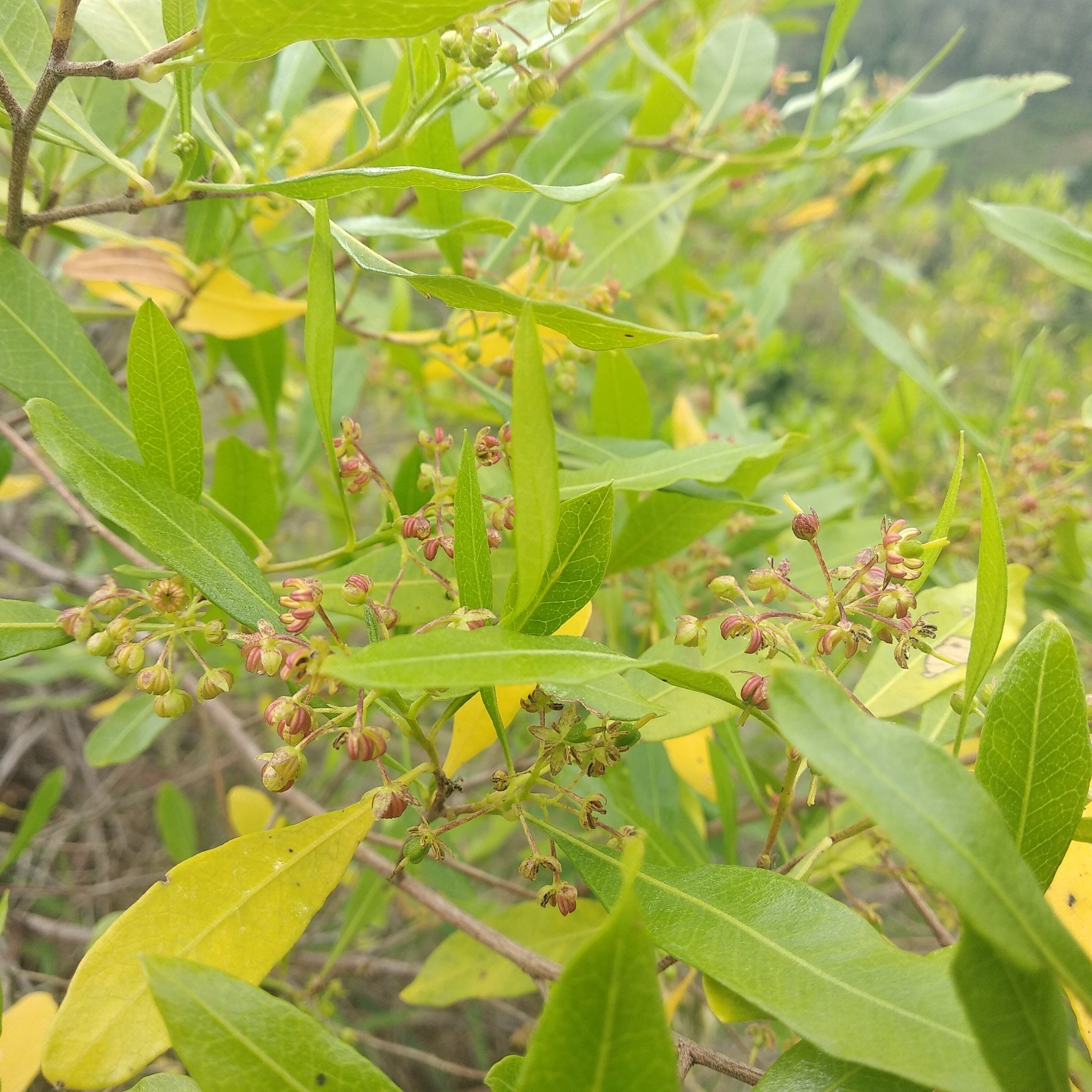Dodonaea image