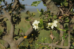 Gardenia ternifolia image