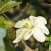 Powderbark Gardenia - Photo (c) jordivanoort, some rights reserved (CC BY-NC), uploaded by jordivanoort