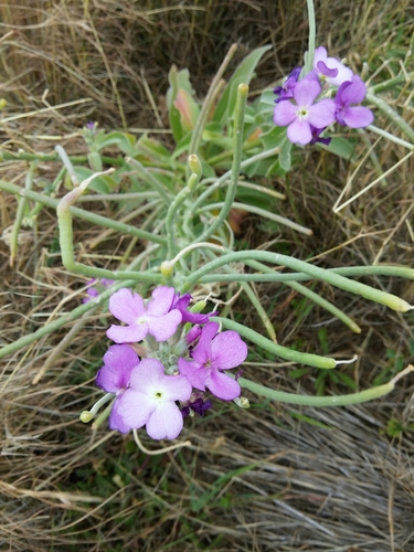 Matthiola maderensis