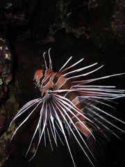 Pterois cincta