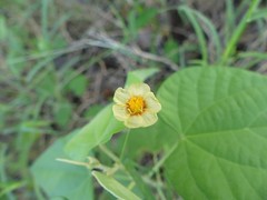 Abutilon viscosum