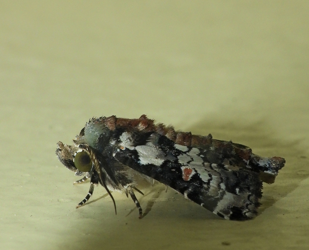 Paectes silvaini