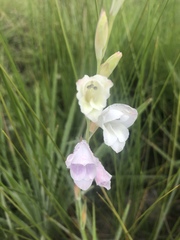 Gladiolus ferrugineus