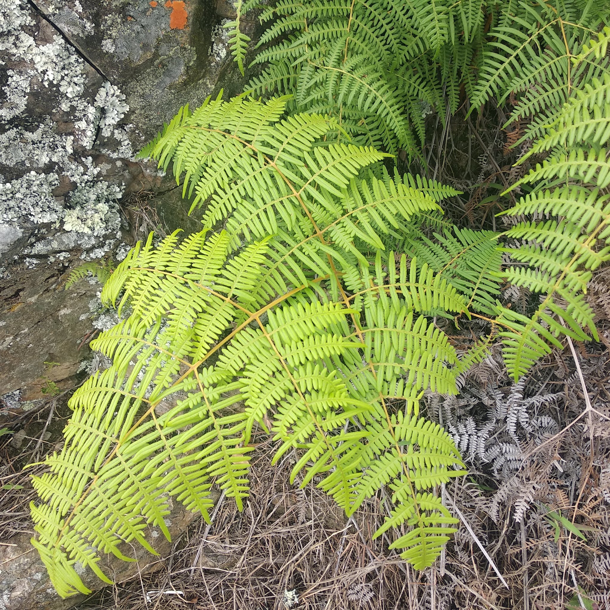 Pteridium image