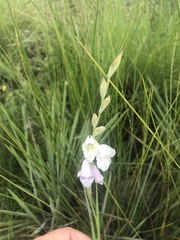 Gladiolus ferrugineus