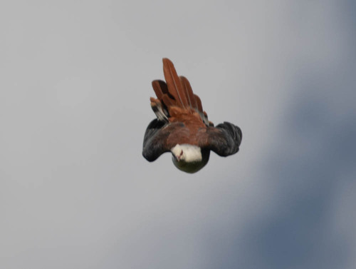 Great Cuckoo-Dove (Reinwardtoena reinwardti), photo 5