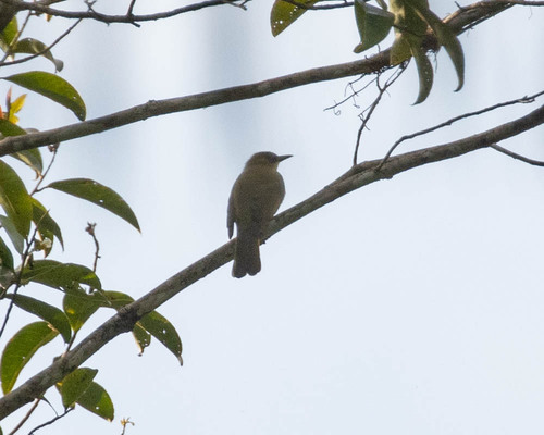 Halmahera Golden Bulbul (Hypsipetes chloris), photo 6