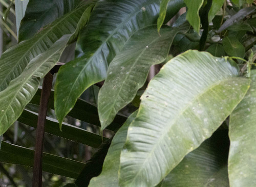 Epipremnum amplissimum (Epipremnum amplissimum)