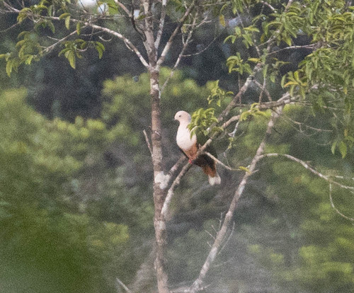 Cinnamon-bellied Imperial Pigeon (Ducula basilica), photo 3
