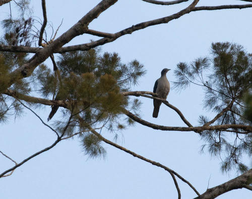Spectacled Imperial Pigeon (Ducula perspicillata), photo 7