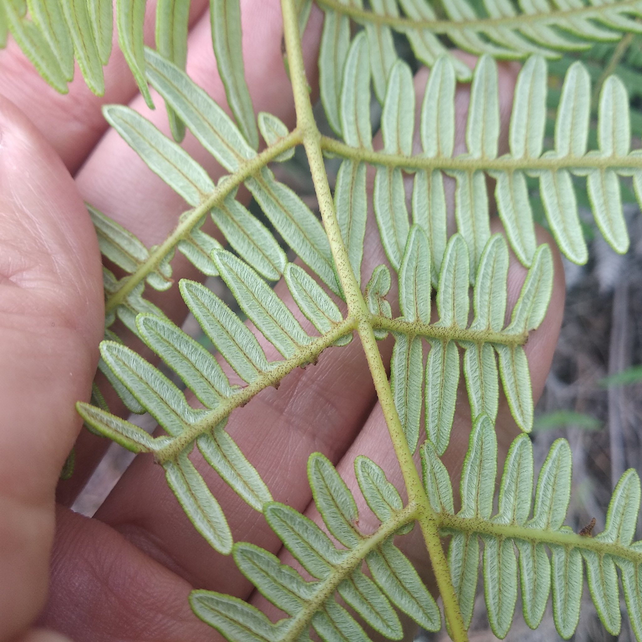 Pteridium image