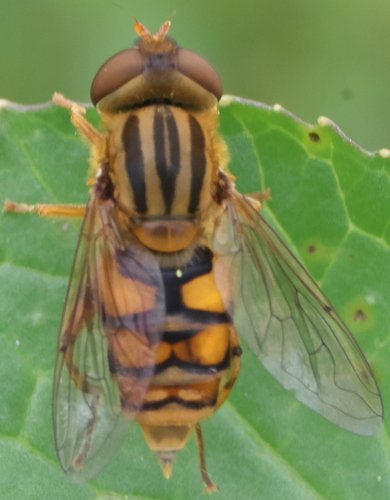 Common Bog Fly photo 3