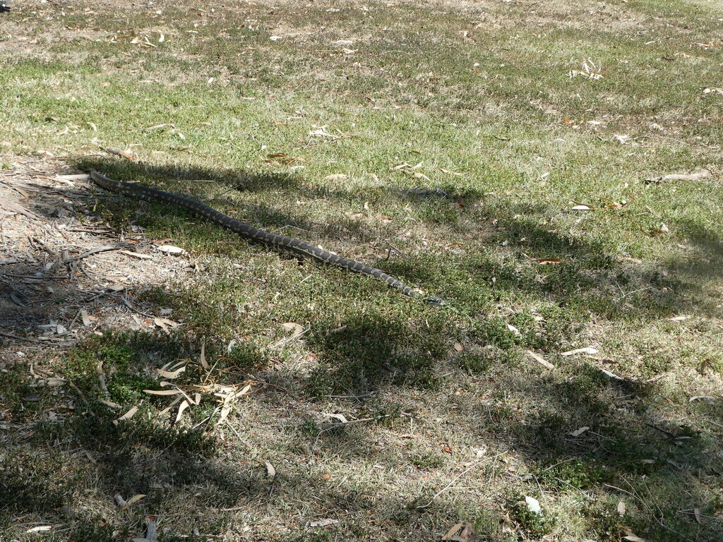 Coastal Carpet Python from Brisbane QLD, Australia on August 23, 2023 ...