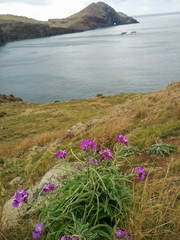 Matthiola maderensis