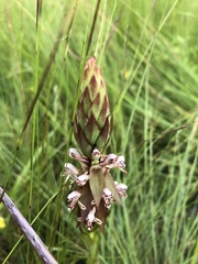 Satyrium cristatum cristatum