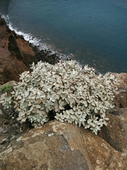 Helichrysum obconicum