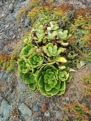 Aeonium glutinosum