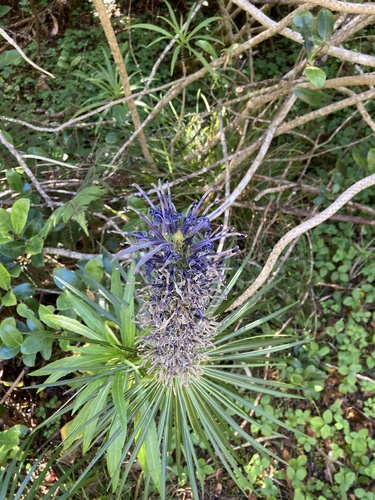 Lobelia yuccoides observed 2023-08-17