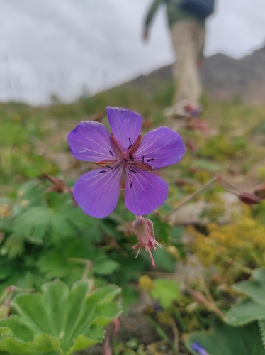 Geranium saxatile, photograph 2