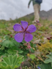 Geranium saxatile, photograph Dmitry Lyskov, CC0, iNaturalist via GBIF
