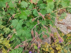 Geranium saxatile, photograph Dmitry Lyskov, CC0, iNaturalist via GBIF