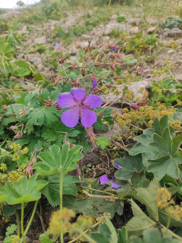 Geranium saxatile, photograph 4